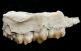 Oligocene Ruminant (Leptomeryx) Jaw Section #10564-2